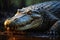 Formidable Nile crocodile on riverbank, showcasing natures powerful predator