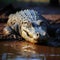 Formidable Nile crocodile on riverbank, showcasing natures powerful predator