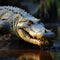 Formidable Nile crocodile on riverbank, showcasing natures powerful predator