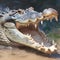 Formidable predator wide open mouth of a crocodile captured in detail