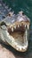 Formidable predator wide open mouth of a crocodile captured in detail
