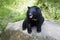 Formosa black bear,Ursus thibetanus formosanus