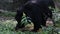 A Formosa Black Bear, Ursus Thibetanus Formosanus, walking for the forest