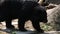 A Formosa Black Bear, Ursus Thibetanus Formosanus, walking for the garden