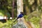 Formosa blue magpie,Urocissa caerulea