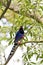 Formosa blue magpie,Urocissa caerulea