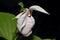 Formosa Lady`s Slipper Orchid