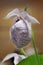 Formosa Lady`s Slipper Orchid