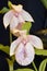 Formosa Ladys Slipper Orchid