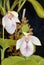 Formosa Ladys Slipper Orchid