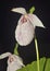 Formosa Ladys Slipper Orchid