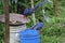 Formosan Blue Magpie o