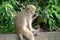 Formosan macaque, Formosan rock monkey also named Taiwanese macaque in the wild