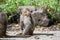 Formosan macaque, Formosan rock monkey also named Taiwanese macaque in the wild