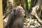 A Formosan macaque lives in Shoushan National Nature Park of Kaohsiung city, Taiwan, also called Macaca cyclopis.
