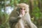 A Formosan macaque lives in Shoushan National Nature Park of Kaohsiung city, Taiwan, also called Macaca cyclopis.