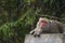 Formosan macaque in mountains of Kaohsiung city, Taiwan, also called Macaca cyclopis