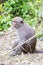 Formosan macaques back to us(taiwan monkey)