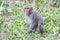 Formosan macaques tongue(taiwanese monkey)