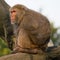 Formosan rock macaque monkey looking at sunset