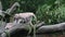 Formosan rock macaque walliking on the top the tree at the zoo