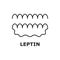 Formula leptin hormone adipose cells, enterocytes