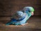 Forpus blue color parrot bird