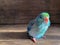 Forpus blue color parrot bird