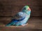 Forpus blue color parrot bird