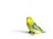 Forpus parrot bird on the white