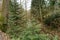 Forrest at Aira Force Waterfalls