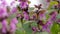 forrest ants collecting nectar of purple dead nettle