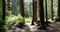 Forrest Landscape with Trees in Light, Shade and Dark