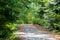 Forrest path at the beginning of autumn