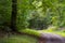 Forrest path leading into the unknown green