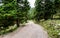 Forrest path or mountain road trail leading to infinity.