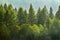 Forrest of Pine Trees in Rain