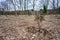 Forrest restoration project, new tree planting after invasive species removal, environmentally friendly habitat