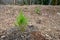 Forrest restoration project, new tree planting after invasive species removal, environmentally friendly habitat