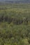 Forrest in Sachsen Germany from above