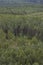 Forrest in Sachsen Germany from above