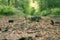 Forrest trail with pine needles in closeup