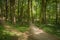 Forrest Trail with Two Worn Footpaths Sun Reflecting Through the Trees in Scotlands Forrests