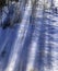 Forrest and Winter Snow