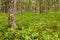 Forrest with young bamboo plants