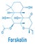 Forskolin or coleonol molecule. Skeletal formula. Chemical structure