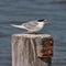 Forster\'s Tern