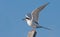 Forster's Tern