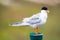 Forster`s Tern bird perched on a green metal pillar
