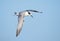 Forster`s Tern In Flight